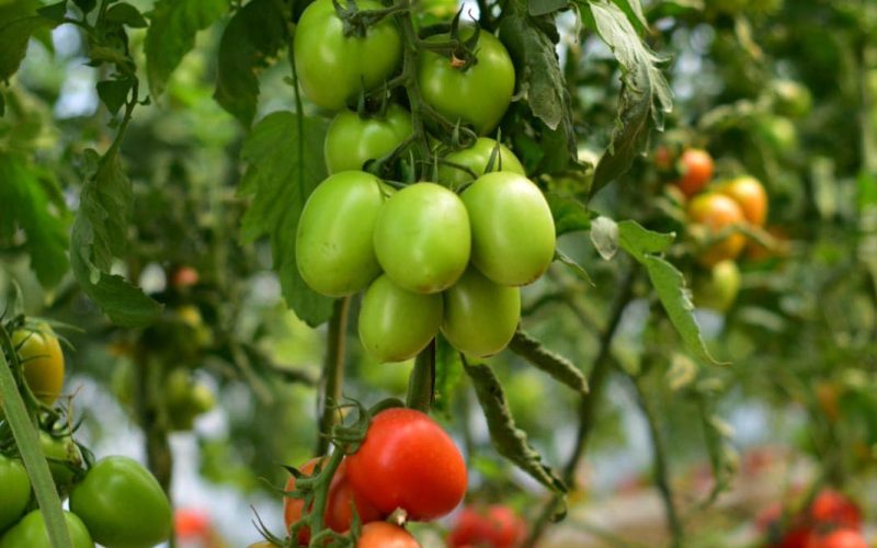 481251169_949345150732166_1687105977809760422_n